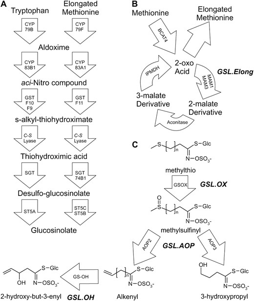 GSL biosynthesis and cloned QTL. Arrows show the known and predicted steps for GSL biosynthesis with the gene name for each biochemical reaction within the arrow. For undetected intermediate compounds, only chemical names are provided; for detected compounds, both the structure and chemical name are provided. The position of known genetic loci controlling biosynthetic variation is shown in bold italics. (A) The pathway and genes responsible for the production of the core GSL structure from tryptophan (indolic GSL) and methionine (aliphatic GSL). (B) Chain elongation cycle for aliphatic GSL production. Each reaction cycle adds a single carbon to a 2-oxo-acid, which is then transaminated to generate homomethionine for aliphatic GSL biosynthesis. The GSL.Elong QTL alters this cycle through variation at the MAM1, MAM2, and MAM3 genes that leads to differential GSL structure and content (Kroymann  et al. 2001; Textor  et al. 2004). (C) Aliphatic GSL side chain modification within the Bay-0 × Sha RIL population. Side-chain modification is controlled by variation at the GSL.ALK QTL via cis-eQTL at the AOP2 and AOP3 genes (Wentzell  et al. 2007). The Cvi and Sha accessions express AOP2 to produce alkenyl GSL. In contrast, the Ler and Bay-0 accessions express AOP3 to produce hydroxyl GSL. Col-0 is null for both AOP2 and AOP3, producing only the precursor methylsulfinyl GSL (Kliebenstein  et al. 2001a; Wentzell  et al. 2007). The GSL.OX QTL appear to be controlled by cis-eQTL regulating flavin-monoxygenase enzymes (GS-OX1 to 5) that oxygenate a methylthio to methylsulfinyl GSL (Hansen  et al. 2007; Li  et al. 2008). The GSL.OH QTL is a cis-eQTL in the GS-OH gene, which encodes the enzyme for the oxygenation reaction (Hansen  et al. 2008).