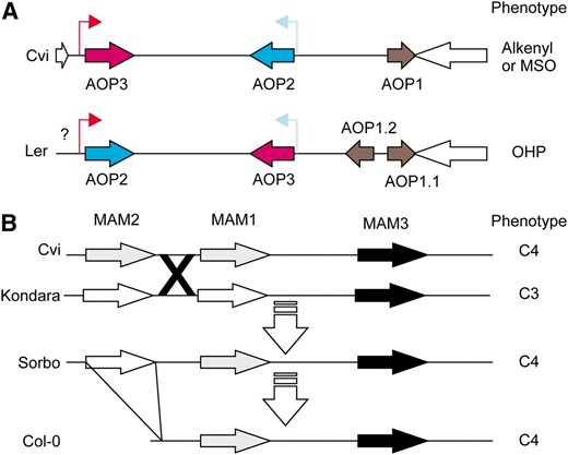 Structure of the MAM and AOP loci. (A) A diagram of AOP structure in A. thaliana accessions representing the two major haplotype classes. White arrows show the flanking genes in the reference Col-0/Cvi genome for this locus. The color shows the combination of promoters and ORF for the Cvi/Col genomic fragment: AOP2 ORF and promoter are blue while the AOP3 ORF and promoter are red. An inversion and duplication led to the generation of the Ler sequence. The question mark indicates that there is an insertion of an unknown size in this region. (B) A diagram of the GSL.Elong (MAM) region in A. thaliana accessions (Kroymann  et al. 2003). Genes are shaded as most similar to Sorbo MAM1 (gray) or Sorbo MAM2 (white). The triangle from Sorbo to Col-0 indicates a large deletion and the X indicates a putative crossover between Cvi and Kondara. Predominant GSL side chain length is indicated on the right as either C3 or C4.