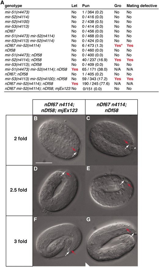 The miR-51 family is redundantly required for embryogenesis, growth, male mating, and pharyngeal attachment. (A) Summary of abnormal phenotypes observed in mir-51 family mutants. The nDf58 allele is a deletion covering mir-54, mir-55, and mir-56. The nDf67 allele is a deletion covering mir-51 and mir-53. mjEx123 is an extrachromosomal transgene that includes a mir-52 genomic fragment. Single mutants of the mir-51 family show no obvious abnormal defects, but animals multiply mutant for mir-51 family genes show synthetic abnormalities. Let, lethal. “Yes” in the “Let” column indicates that a strain was not viable under normal laboratory conditions. Pun, pharynx unattached. Number of animals scored as Pun and total number of animals scored are given (percentage is in parentheses). Gro, slow growth. The asterisk in A indicates that only ∼5% of progeny show a slow growth phenotype. Mating defective column: “Yes” indicates that males fail to mate successfully under standard conditions. For nonviable genotypes, phenotypes were assessed in offspring of rescued homozygotes. (B–G) In embryos lacking all members of the miR-51 family, the pharynx detaches from the anterior hypodermis. mir-51 family mutant animals carrying (B, D, and F) or not carrying a (C, E, and G) a miR-52 expressing extrachromosomal array (mjEx123) were observed. Six different animals are shown. Red arrow: anterior pharynx. White arrow: anterior hypodermis. Scale bar: 20 μm.