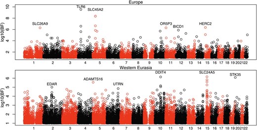 A plot of the log10 Bayes factor for each SNP along the human genome for (A) a European effect and (B) a western Eurasian effect. Bayes factors <1 are not plotted. The numbers on the x-axis indicate chromosome number, with SNPs on different chromosomes colored alternately in red and black. We list the name of the gene that is nearest to each of the six highest-ranking SNPs in each plot (considering only the peak SNP in each cluster of high Bayes factors).