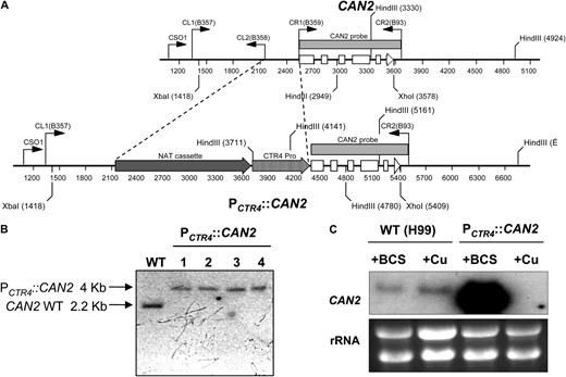 Construction of the PCTR4∷CAN2 promoter replacement strain. (A) The strategy for construction of the CAN2 promoter replacement allele with the CTR4 promoter. The first five exons of the CAN2 gene are illustrated as open boxes and an arrow for exon 6 depicts the direction of transcription. Primers for overlap PCR and diagnostic PCR are indicated as bent arrows. The shaded arrow box illustrates a NAT selectable marker, which consists of ACT1 promoter, NAT (nourseothricin acetyltransferase) gene, and TRP1 terminator, and the shaded, striped arrow box illustrates the CTR4 promoter as previously described (Ory  et al. 2004). (B) Verification of the PCTR4∷CAN2 strain by Southern hybridization. Each genomic DNA was digested with XbaI and XhoI and blotted membrane was probed with CAN2-specific probe that was PCR amplified with primers B359 and B93. WT indicates the H99 strain and lanes 1 to 4 indicate the independently isolated PCTR4∷CAN2 strains (YSB733, YSB734, YSB735, and YSB736, respectively). (C) Northern hybridization of the controlled CAN2 expression by the CTR4 promoter. The WT H99 strain and the PCTR4∷CAN2 strain (YSB734) were grown overnight at 30° in liquid YPD medium and subcultured into a fresh YNB liquid medium containing 200 μm BCS (+BCS) and 25 μm CuSO4 (+Cu). After a 12 hr-incubation, a portion of cultures was sampled and its total RNAs was isolated for Northern blot analysis as described in materials  and  methods.