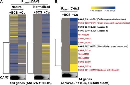 Genes regulated by differential CAN2 expression in the PCTR4∷CAN2 strain. (A) The hierarchical clustering analysis of 133 genes, which exhibited significantly different expression patterns (ANOVA test, P < 0.05) by comparing the transcriptome of the PCTR4∷CAN2 strain grown in YNB containing 200 μm BCS (+BCS, CAN2 overexpression) or 25 μm CuSO4 (+Cu, CAN2 repression) after a 12-hr incubation. (B) The tree view of 14 genes, which exhibited >1.5-fold induction or repression among genes showing significantly different expression patterns (ANOVA test, P < 0.05). The fold change is illustrated by color (see color bar scale in B).