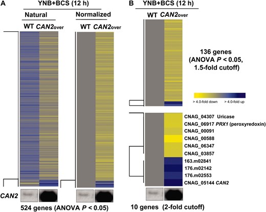 Genes regulated by CAN2 overexpression. (A) The hierarchical clustering analysis of 524 genes, which exhibited significantly different expression patterns (ANOVA test, P < 0.05) by comparing the transcriptomes of the wild-type H99 (WT) and PCTR4∷CAN2 strains “CAN2over” grown in YNB containing 200 μm BCS after a 12-hr incubation. (B) The tree view of 136 and 10 genes, which exhibited >1.5-fold or twofold, respectively, induction or repression among genes showing significantly different expression patterns (ANOVA test, P < 0.05). The fold change is illustrated by color (see color bar scale in B).