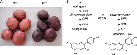 Tuber pigmentation of 72218 and Jaga kids purple (JKP). (A) Tuber appearance of 72218 and JKP. (B) Schematic pathway of anthocyanidin biosynthesis. Enzyme abbreviations are as follows: F3H, flavanone 3-hydroxylase; F3′5′H, flavonoid 3′,5′- hydroxylase; DFR, dihydroflavonol 4-reductase; ANS, anthocyanidin synthase; MT, anthocyanin 3′-methyltransferase.