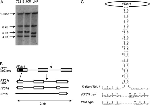 Flavonoid 3′,5′-hydroxylase (F3′5′H) genes in 72218 and JKP. (A) Southern blot analysis of genomic DNA digested with EcoRV and probed with a labeled RT–PCR product of F3′5′H∷rev. Approximate sizes are given on the left. The largest band represents f3′5′h2 since the EcoRV recognition site is absent in 7.8 kb of determined sequence. The 6.3-kb fragment is derived from f3′5′h3. The rest of the bands represent f3′5′h∷dTstu1 or F3′5′H∷rev since both f3′5′h∷dTstu1 and F3′5′H∷rev have an EcoRV recognition site at the middle of the gene. (B) Structure comparison of F3′5′H genes. Both f3′5′h2 and f3′5′h3 are incomplete genes, f3′5′h2 lacks the latter half of the third exon, and f3′5′h3 contains only the latter half of the third exon. Triploid red 72218 has only pseudogenes, f3′5′h∷dTstu1, f3′5′h2, and f3′5′h3. Triploid purple JKP, a somaclonal variant of 72218, has F3′5′h∷rev, f3′5′h2, and f3′5′h3. Coding regions (shaded boxes) are separated by introns (lines) with the dTstu1 insertion depicted by a solid bar. Arrows indicate the EcoRV recognition site in f3′5′H∷dTstu1 and F3′5′H∷rev. (C) Structure of dTstu1 and the nucleotide and amino acid sequences of F3′5′H genes proximal to the dTstu1 insertion site. Wild type is the previously reported functional F3′5′H gene (Jung  et al. 2005). A pair of vertical sequences shows the TIRs where complementary sequences are hyphened. An asterisk indicates a stop codon present in f3′5′h∷dTstu1. The footprint remaining after dTstu1 excision (including the duplicated TA target site) is underlined.