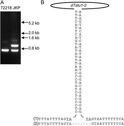 Insertion of dTstu1-2 in JKP occurring as a somaclonal variation. (A) PCR-amplified genomic region proximal to the dTstu1-2 target site in JKP in comparison with 72218. Insertion of dTstu1-2 yielded the larger amplified fragment in JKP. The migration of molecular weight markers is shown on the right. (B) Nucleotide sequences around the dTstu1-2 insertion site in JKP (1) and 72218 (2). The pair of vertical sequences represents the TIRs where hyphens connect complementary nucleotides. The target sequence TA and its duplication are underlined.