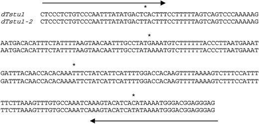 Sequence comparison between dTstu1 and dTstu1-2. Arrows indicate the sequences of TIRs. Nucleotide differences are marked by asterisks.