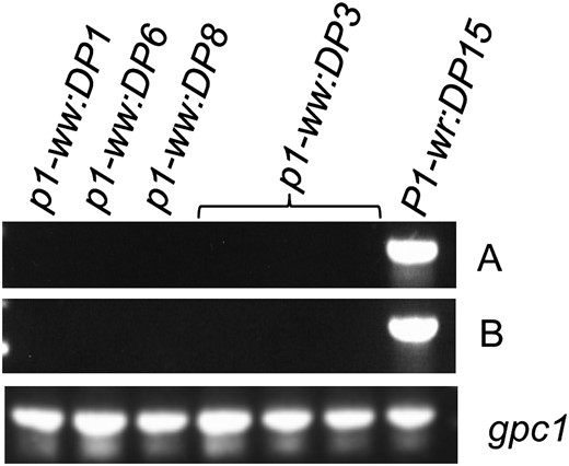 The silenced alleles lack steady-state p1 transcripts. RT–PCR was performed on total RNA extracted from cob glumes of mutant and wild-type genotypes at the 21-DAP stage. Two regions of P1-wr cDNA were amplified with p1-specific primer pairs: A, PRTEP5-8 + PRTEP3-13; B, PRTEP5-8 + PRTEP3-12 (see materials  and  methods for details). (Bottom) The same samples amplified with gpc1-specific primers as positive controls.