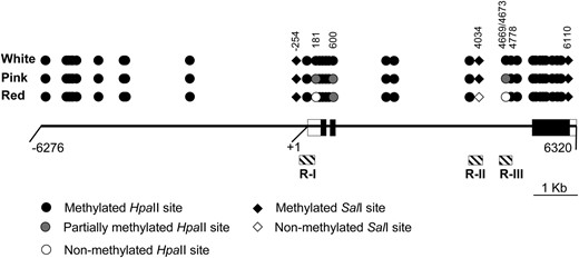 Methylation map of the HpaII and SalI sites in white cob, pink cob, and wild-type genotypes based on DNA gel-blot analysis. Solid line represents a single P1-wr copy. Boxes embedded in the solid line represent three exons; open boxes indicate UTRs. Coordinates are below the solid line; “+1” indicates the transcription start site. Hatched boxes indicate the position of three regions (R-I, R-II, and R-III) selected for bisulfite sequence analysis. Methylation status of HpaII (circles) and SalI (diamonds) sites in white cob (p1-ww:DP6) and leaky (p1-ww:DP3) mutants and their wild-type progenitor (P1-wr:LH51) is shown. Coordinates of selected sites mentioned in the text are indicated; two adjacent sites at positions 4669 and 4673 are shown as one circle.