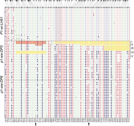 Mosaic methylation patterns of the pink cob epiallele in the R-III region of the second intron. Shown are the methylation patterns of cytosine residues in representative individual clones that were sequenced after bisulfite treatment. The clones were selected to represent the frequency of methylation patterns observed in all the sequenced clones. Location of individual CG (ovals), CNG (squares), and CHH (triangles) sites in R-III in the reference P1-wr sequence is at the top. In sequenced clones, open and solid shapes represent non-methylated and methylated sites, respectively. Some discrepancies between certain sites in the reference sequence and the corresponding sites in the cloned sequences indicate sequence polymorphisms. Coordinates of individual cytosine residues are indicated below. Five groups of p1-ww:DP3 clones showing interesting mosaic methylation patterns and/or sequence polymorphisms are indicated on the right. Red- and yellow-shaded boxes indicate hyper- and hypomethylated cytosine residues, respectively. Gray-shaded columns mark the three HpaII sites that are covered in R-III; two adjacent sites showing partial methylation in the pink cob (p1-ww:DP3) allele based on DNA gel-blot analysis are at nt positions 4671 and 4675 (on the antisense strand) in the middle of the region. Arrows at the x-axis mark two polymorphisms mentioned in the text.