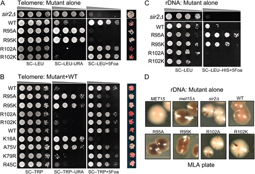 Locus-specific regulation of silent chromatin by R95 and R102 mutants. (A) Telomeric silencing of the URA3 reporter at telomere VIIR was measured by growth on synthetic medium lacking uracil (SC−Ura) or SC medium containing 5-FOA (SC +5-FOA). Silencing of the ADE2 reporter at telomere VL was measured by colony color. Strains tested only contain a single copy of either the wild-type or the indicated mutant histone H2A and histone H2B genes. (B) Telomeric silencing was measured as in A, but the strains contained intact histone genes with an additional copy of the mutant genes. (C) rDNA silencing of URA3 reporter was measured by growth of cells on SC +5-FOA. (D) rDNA silencing of the MET15 reporter was measured by color of colonies on MLA plates.