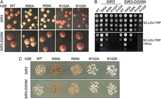 Partial suppression of silencing defect by SIR3–D205N allele. (A) Telomeric silencing of the ADE2 reporter was measured by colony color. (B) rDNA silencing of URA3 reporter was measured by growth of cells on SC +5-FOA media. (C) rDNA silencing of the MET15 reporter was evaluated by colony color on MLA medium.