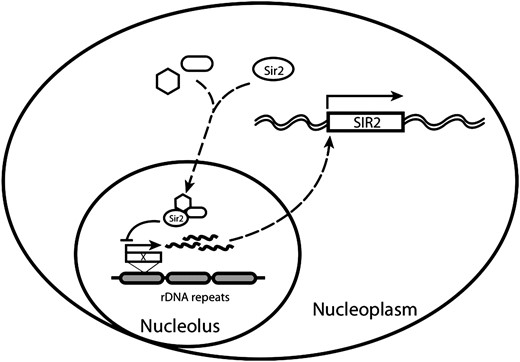 Model for SIR2 transcriptional regulation. The nucleolar rDNA copies are presumed to be a part of a global silencing “sensor” that signals to control SIR2 expression. This signal is capable of integrating information on the total number of rDNA copies (Michel  et al. 2005) as well as the overall strength of rDNA silencing as in the R95A mutant. The wavy lines might represent the Pol II transcripts described by Kobayashi and Ganley (2005) and Ide  et al. (2010) to play a role in rDNA copy number control or might be some other signaling molecule; the dashed lines imply that there may be intermediate steps in the regulatory paths.