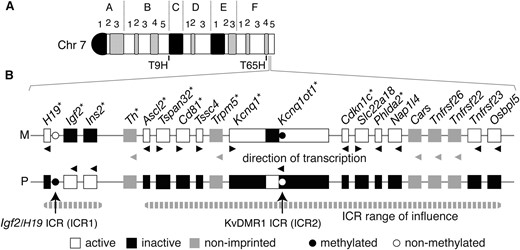 Imprinted genes regulated by ICR1 and ICR2. (A) Ideogram of G-banded mouse chromosome 7. The T9H and T65H breakpoints are at the B5/C border and F4, respectively, while the imprinted genes regulated by ICR1 and ICR2 are at F4/5. (B) All known genes within the two ICR clusters, imprinted and non-imprinted, are shown. Maternal (M) and paternal (P) chromosome. Genes for which knockouts have been published are indicated with an asterisk. Adapted partly from Beecheyet al. (1997) and Hudsonet al. (2010).