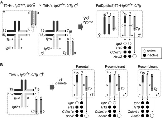 Production of PatDp(dist7)T9H fetuses and allele-specific expression. (A) Quadrivalents at meiosis in translocation heterozygotes (T9H/+). Male parent is Igf2+/+, Tyrc/c, or albino and Tg/0 with Tg on an unknown autosome (n). The female parent is Tyr+/+ and does not carry Tg (0/0). Unbalanced complementary gametes (dashed boundaries) combine to give PatDp(dist7)T9H-0/Tg zygotes identified as albinos. Half of the PatDp(dist7)T9H zygotes will be 0/0 with respect to Tg and therefore cannot develop beyond 10½ dpc. Expected activity state of an allele is indicated by a solid circle (inactive) or an open circle (active). Expression of Ascl2 derived from Tg is greater than for the endogenous allele (larger circles). (B) Quadrivalent at meiosis in male T9H/+, Igf2+/− parents, which were mated to the same females as in A. The three types of gametes produced are depicted: Igf2+/− (parental) and Igf2+/+ or Igf2−/− (recombinants). Chromosomes depicted are actually paired chromatids. Other details as in A.