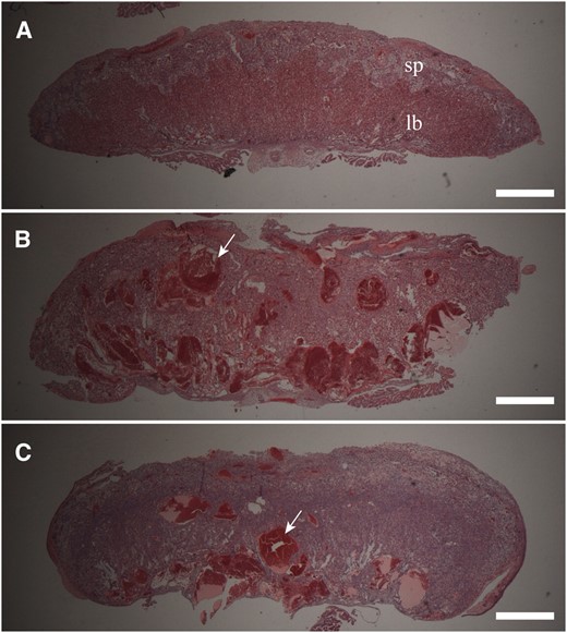 Placenta phenotype in PatDp(dist7)T9H-0/Tg fetuses. (A) Wild-type 0/Tg, Igf2+/+. sp, 17½ dpc spongiotrophoblast layer; lb, labyrinth trophoblast layer. (B) PatDp(dist7)T9H-0/Tg, Igf2+/− 17½ dpc. A portion of this placenta was removed for RNA extraction. (C) PatDp(dist7)T9H-0/Tg, Igf2−/−, 18½ dpc. Bars, 1 mm.