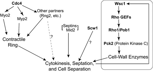 Possible organization of parallel pathways that cooperate to allow successful cytokinesis, septation, and cell separation in fission yeast, as suggested by the results of this study. Boldface type indicates the products of genes identified in this study. The cell-wall-integrity pathway headed by Wsc1 contains additional proteins beyond those shown here; the degree to which this pathway participates in unperturbed cytokinesis is not known. See text for details.