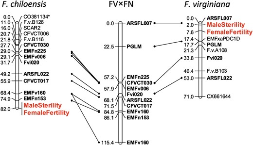 Comparison of the F. chiloensis putative sex chromosome (VI-A) to previously published maps of a diploid Fragaria (FV×FN) autosomal homeolog (LG 6) and the proto-sex chromosome identified in F. virginiana (VI-C). Lines connect primer pairs shared between the respective octoploid sex chromosomes and the diploid reference homeolog linkage group. Phenotypic trait markers representing the putative determining sex loci are indicated in enlarged (red) font. Marker names denoted by an asterisk had segregation ratios that deviated significantly from the expected (P < 0.05).