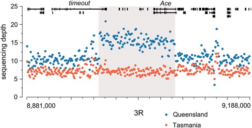 A large region of increased copy number in Queensland occurs on chromosome 3R. We plot the average number of sequence reads for each 1-kb window across this region, both for the Queensland (blue) and for the Tasmania (red) populations. Genes in this region are drawn across the top. The gray box indicates the inferred region of increased copy number in Queensland.