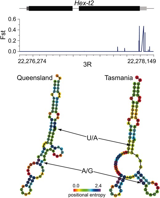 Elevated differentiation between Queensland and Tasmania populations localizes to the 3′-UTR of the Hex-t2 gene. We plot the FST of individual genomic positions against the structure of the Hex-t2 gene. Exons are drawn in black, the 5′-UTR is dark gray, and the 3′-UTR is light gray. The bottom panel shows predicted secondary structures of Queensland and Tasmania 3′-UTR regions. Queensland positions indicated by arrows are polymorphic, with the major allele at left; corresponding positions in Tasmania are fixed for what is the minor allele in Queensland.