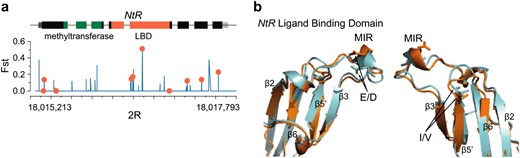 Elevated nonsynonymous differentiation in NtR localizes to the major immunogenic region (MIR) of the ligand-binding domain (LBD). (a) We plot positional FST across gene structure, with exons drawn in black, 5′-UTR in dark gray, and 3′-UTR in light gray; methyltransferase and ligand-binding domains are indicated by green and red, respectively. Nonsynonymous polymorphisms are shown by red circles. (b) We plot highly differentiated E/D and I/V polymorphisms on the predicted 3D structure of the NtR LBD. In both cases, the major allele in Queensland (E, I) is shown in orange, and the major allele in Tasmania (D, V) is shown in turquoise.