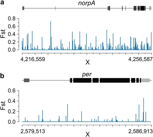 Coordinated differentiation in norpA (a) and the 3′-UTR of per (b), a known target of norpA splicing regulation. We plot individual-position FST along the gene structure. Exons are drawn in black, the 5′-UTR is dark gray, and the 3′-UTR is light gray.