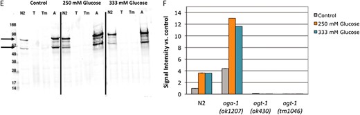 Characterization of the glucose stress response. (A) Brood size was determined for wild-type (N2, gray line) animals at 20° on a range of supplemental glucose concentrations and is expressed as a fraction of brood on control plates. Animals were fully fertile (≥90% of control brood size) at supplemental glucose concentrations up to 250 mm glucose, which we define as the threshold for glucose stress (dashed line). Glucose toxicity was observed at 333 mm and 500 mm supplemental glucose (25% and 60% reduction in brood size, respectively). Data are presented as the mean from 2–10 independent experiments; error bars represent standard error of the mean (SEM). (B) Glucose stress affects reproductive timing. Brood size was counted on control (gray line), 250 mm glucose (orange line), and 333 mm glucose (blue line) plates at 20° and the percentage of embryos laid in each time frame was calculated. On control plates, wild-type animals laid most of their embryos (∼75%) in the first 2 days of adulthood. At the threshold or toxic levels of glucose stress, reproduction is delayed and fewer embryos (∼50%) are laid in days 1 and 2. Data are presented as the mean from 2–5 independent experiments ± SEM. (C) Pharyngeal pumping rates were determined as a measure of health span for animals reared on control (gray bars), 250 mm (orange bars), or 333 mm (blue bars) supplemental glucose plates. Unlike brood size and reproductive timing, high concentrations of glucose had no effect on day 1 adult pharyngeal pumping rates. The slight decline in pumping rate with age was associated with increased mortality of these animals, suggesting shortened life span is a dominant contributing factor. (D) Simplified schematic showing the role of glucose flux in hexosamine signaling. Glucose levels influence O-GlcNAcylation, as ∼2–5% of intracellular glucose is converted to UDP-GlcNAc, the substrate for OGT-1. High levels of UDP-GlcNAc can negatively regulate GFAT, the rate-limiting enzyme in the pathway, through a feedback loop. (E) Extracts of C. elegans wild-type (N2), ogt-1(ok430) (T), ogt-1(tm1046) (Tm), and oga-1 (ok1207) (A) strains grown on control, 250 mm glucose, or 333 mm glucose plates were subjected to Western blotting with the anti-O-GlcNAc antibody RL2. At this exposure, the visible bands are the highly O-GlcNAcylated nuclear porins (arrows). ogt-1 null mutants (ok430 and tm1046) cannot catalyze the O-GlcNAc modification and have no RL2-positive bands in either condition. Representative blots are shown. (F) Quantitation of RL2-positive bands. The upper and lower bands (indicated in E with arrows) were quantitated as a measure of protein O-GlcNAcylation level. Glucose stress of 250 mm (orange bars) and 333 mm (blue bars) increased the level of protein O-GlcNAcylation three- to fourfold in both N2 and oga-1 mutant strains compared to control (gray bars).