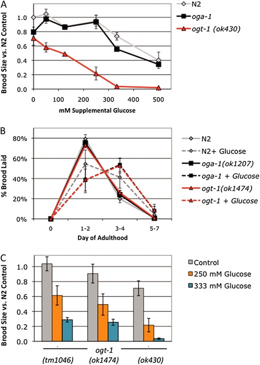 OGT-1 is required for the glucose stress response. (A) Brood size was determined for wild type (N2, gray line), oga-1(ok1207) (black line), and ogt-1(ok430) (red line) at 20° and is expressed as a fraction of the N2 brood on control plates. oga-1 mutant animals were fully fertile at supplemental glucose concentrations up to 250 mm but were subject to glucose toxicity at 333 mm and 500 mm supplemental glucose (30% and 60% reduction in brood size). ogt-1(ok430) exhibited a lower threshold for glucose stress, as each supplemental glucose concentration tested (50–500 mm glucose) reduced fertility. At toxic glucose levels, brood size was more severely affected in ogt-1 mutants (70–98% reduction in brood size) compared to N2 or oga-1 mutants. Data are presented as mean from two to seven independent experiments ± SEM. (B) The glucose effect on reproductive timing is strain independent. Brood size was counted on control (solid lines) and 250 mm glucose plates (dashed lines) at 22.5° and the percentage of embryos laid in each time frame was calculated. On control plates, all three strains lay most of their embryos (75–80%) in the first 2 days of adulthood in a highly reproducible manner. At the threshold for glucose stress, reproduction is delayed and fewer embryos (40–50%) are laid in days 1 and 2. Data are presented as the mean from four independent experiments ± SEM. (C) Fertility was reduced at the glucose stress threshold (250 mm glucose, orange bars) and in the presence of toxic glucose levels (333 mm glucose, blue bars) in three different null alleles of ogt-1. A total of 250 mm supplemental glucose reduced brood size in ogt-1 mutants 40–70% and 333 mm glucose reduced brood size 70–95%, indicating that OGT-1 is required for fertility in the presence of glucose stress. Data are presented as the mean from two to four independent experiments ± SEM.