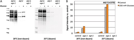 O-GlcNAcylation is responsive to glucose stress and insulin signaling. (A) Extracts of C. elegans daf-2(e1370), daf-2;oga-1, and daf-2 ogt-1(ok1474) strains grown on control or 250 mm glucose plates at high to intermediate (20°, nondauers) or low (25°, dauers) levels of insulin signaling were subjected to Western blotting with the anti-O-GlcNAc antibody RL2. daf-2 ogt-1 mutants cannot catalyze the O-GlcNAc modification and have no RL2-positive bands; daf-2;oga-1 mutants cannot remove the modification enzymatically and exhibit high levels of O-GlcNAcylation, which were not greatly enhanced by glucose stress. Representative blots are shown. (B) Quantitation of RL2-positive bands. Bar graph of integrated intensity was measured for each lane and normalized to control (daf-2, NGM) at each temperature (20° and 25°).