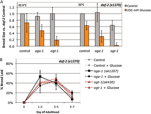 daf-2 is a sensitized background for glucose stress. (A) Brood size was counted on control (gray bars) and 250 mm supplemental glucose (orange bars) plates for daf-2(e1370), daf-2(e1370);oga-1(ok1207), and daf-2(e1370) ogt-1(ok430) strains at 22.5° (semipermissive temperature for insulin signaling) and 25° (restrictive temperature for insulin signaling). The response to glucose was variable for daf-2 mutants: although brood size tended to be lower in daf-2 mutants on glucose plates, the difference was not statistically significant (P > 0.06 by Student’s t-test). Brood size in daf-2;oga-1 mutants was reduced 50% at the semipermissive temperature and 70% at the restrictive temperature on glucose compared to control (P < 0.03). In the daf-2 ogt-1 mutant, brood size was reduced by 80% (semipermissive) and 95% (restrictive) on glucose compared to control (P < 0.02). For both O-GlcNAc cycling mutants, the magnitude of the response to glucose stress was greater when insulin signaling was compromised (compare to Fig. 2A). (B) Glucose stress and O-GlcNAc cycling do not affect daf-2 reproductive timing. On control plates (gray bars), all three strains lay 40–50% of their brood in the first 2 days of adulthood and ∼40% of the brood in days 3 and 4 when insulin signaling is compromised (22.5°). Glucose had little to no effect on this profile. Data are presented as the mean from three to six independent experiments ± standard deviation (SD).