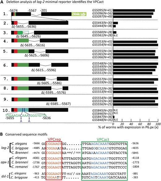 Identification of VPCact. (A) Schematic representation of the reporter series, each with an internal 20-bp deletion, derived from the minimal construct identified in Figure 2G and here as construct 1. The lack of expression in reporters 2 and 3 define VPCact. VPCrep (red box) is intact; the green box shows the inferred position of VPCact based on these deletions, corresponding to the deleted region in construct 2 and the boxed region in B. (B) Alignments of VPCrep and VPCact sequences in lag-2, apx-1, and dsl-1 from C. elegans C. briggsae, C. brenneri, and C. remanei. Red box, VPCrep (Elk1 site). Green box, sequence deleted in reporter 2. Sequences similar to VPCact were not identified in the 5′ flanking regions of other C. elegans dsl genes (X. Zhang, unpublished observations).