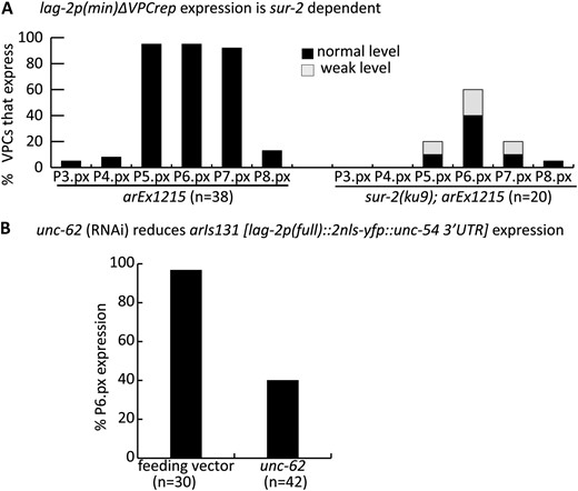 Expression of lag-2p(min) depends on sur-2 and unc-62. (A) arEx1215[lag-2p(min∆VPCrep)::2nls-yfp::unc-54 3′UTR], which is uniformly expressed in all VPCs (Figure 3A), shows reduced expression in all VPCs in the sur-2(ku9) null background. The difference in expression in P5.p, P6.p, and P7.p between sur-2(+) and sur-2(0) is significant (Fisher's exact test, P < 0.002). (B) arIs131[lag-2p::2nls-yfp::unc-54 3′UTR] expression is reduced by unc-62(RNAi) (see Materials and Methods for complete genotype). The difference in expression between the feeding vector and unc-62(RNAi) is significant (Fisher's exact test, P < 0.0001).