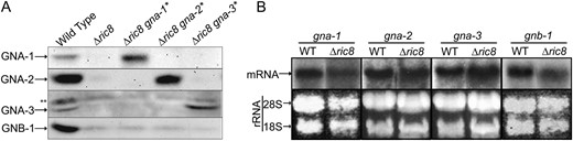 Expression of G proteins in a Δric8 mutant. (A) Gα− and Gβ-protein levels. Samples containing 100 μg of protein from particulate fractions isolated from 16-hr submerged cultures were subjected to Western analysis using the GNA-1, GNA-2, and GNA-3 antibodies. The asterisk (*) denotes strains containing activated alleles of Gα genes. The double asterisk (**) indicates a background band observed in all GNA-3 Western blots. Strains used for analysis were wild type (FGSC 2489), Δric8 (R81a), Δric8 gna-1Q204L (R81*), Δric8 gna-2Q205L (R82*), and Δric8 gna-3Q208L (R83*). (B) Levels of Gα and Gβ transcripts. Samples containing 20 μg of total RNA isolated from 16-hr submerged cultures were subjected to Northern analysis using gene-specific probes. Strains used for analysis were wild type (FGSC 2489) and Δric8 (R81a).