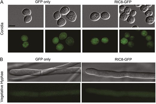 Localization of RIC8-GFP in Neurospora. Cultures were grown as indicated in Materials and Methods. Images were obtained using an Olympus IX71 microscope with a QIClickTM digital CCD camera and analyzed using Metamorph software. (A) DIC and GFP fluorescence micrographs showing localization of RIC8-GFP in conidia. Bar, 5 μm. (B) DIC and GFP fluorescence micrographs showing localization of RIC8-GFP in vegetative hyphae. For both A and B, GFP fluorescence images for a wild-type strain without a GFP construct were completely black. Bar, 10 μm.