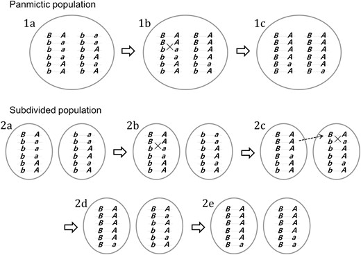 Schematic illustration of the two-locus two-allele model of selective sweeps in panmictic and subdivided (K = 2) populations. Chromosomes found in populations are shown to carry alleles at a locus under selection (wild-type allele b or beneficial allele B) and a neutral locus (allele A or a). The panmictic population is initially fixed for the b allele and a single copy of the B allele appears on a chromosome carrying allele A (the “hitchhiker” allele), which exists in equal frequency with a (stage 1a). The frequency of haplotype BA thus increases rapidly under positive selection and limited recombination. It is shown that a BA chromosome undergoes recombination with a ba chromosome to allow the spread of Ba haplotype in the population (1b indicated by “×”). Allele a thus survives the wipeout but exists in low frequency when B reaches fixation (1c). In the subdivided population, the rapid spread of B, also in association with A, is initially limited to the first deme (2a and 2b). While B is increasing in frequency, its association with A is broken by recombination (2b) and a chromosome carrying the B and the A allele migrates to the second deme and starts increasing there (2c). B in the second deme is also subject to recombination with a (2c). B is fixed in the first deme while it is still in intermediate frequency in the second deme (2d). When B becomes fixed in the entire population (2e), allele a is in low frequency in both demes. Note that it could have been a Ba chromosome instead of a BA chromosome that migrated (in stage 2c) and initiated the spread of B in the second deme, in which case allele a would become dominant in the second deme and result in much less change in the overall allele frequency at the neutral locus in the entire population.