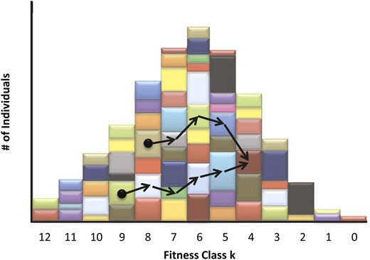 Each fitness class in the population is composed of many lineages, each of which was created by a single mutation and is (in our infinite-sites model) genetically unique. In the scheme each lineage is depicted in a different color. The arrows denote an example of the fitness-class coalescence process for two individuals sampled from classes 8 and 9. These individuals came from different lineages, and these lineages were created by mutations from different lineages within the next most-fit class (as shown by the arrows). The arrows trace the ancestry of the two individuals back through the different lineages that successively founded each other, until they finally coalesce in the class third from right.