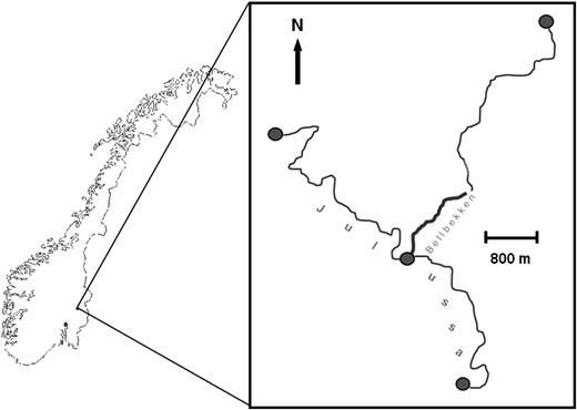 Overview of the sampled locations. Bellbekken (1504 m) was exhaustively sampled in the period 2002–2007. Samples from a location 1450 m upstream of the focal area were collected in 2006 and from three locations in the larger river Julussa in 2005 and 2006 (shaded circles).
