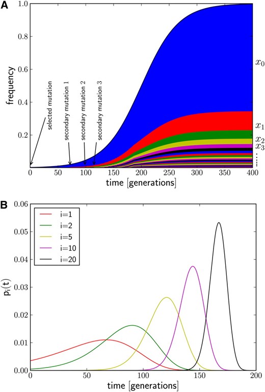 (A) Generation of novel haplotype diversity from secondary mutations during a selective sweep. At t = 0 a beneficial mutation establishes and the frequency, x0, of its underlying haplotype (blue) rises. After some time, a neutral mutation occurs in an individual carrying the beneficial mutation, creating a new adaptive haplotype variant (red) that itself increases in frequency, x1. This happens repeatedly, giving rise to a range of low-frequency haplotypes that all descended from the initial founding haplotype. Sweep parameters are s = 0.03 and u = 0.004, and seeding times of new variants are given by Equation 4. (B) The distribution of seeding times for different i according to Equation 3.