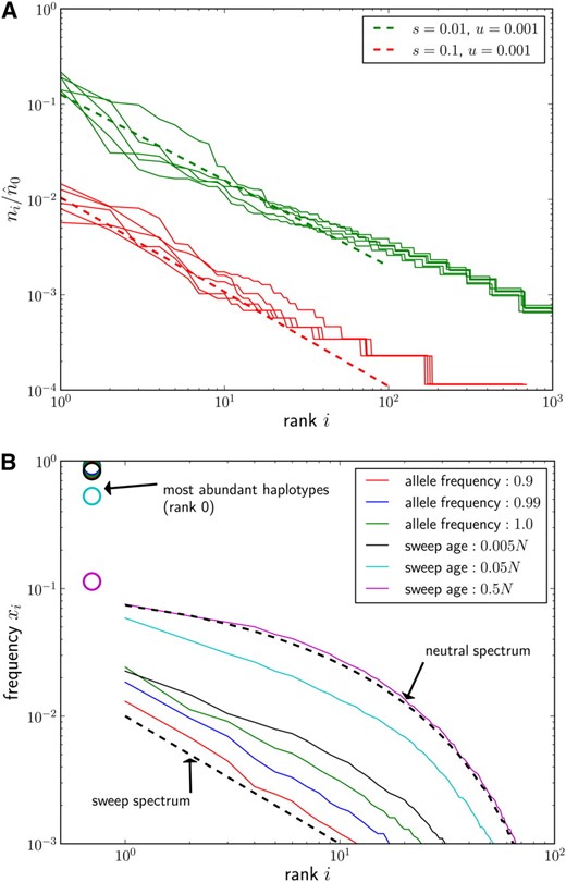 (A) Ensembles of five haplotype rank-frequency spectra for u = 0.001 and two selection coefficients s = 0.1 and s = 0.01. Spectra were estimated from samples of size n = 104 taken when the allele frequency of the beneficial mutation reached 0.99. The deterministic expectations given in Equation 7 are shown as dashed lines. The normalizer n^0 was calculated according to Equation 6 with k = 4. (B) Relaxation of haplotype spectra to the neutral spectrum. Rank-frequency spectra were estimated from samples of size n = 104 when the beneficial allele reached population frequencies 0.9, 0.99, and 1.0 and for several time points after completion of the sweep (time in generations) (s = 0.001, u = 10−5, L = 1024, N = 106, Θ = 2Nu = 20). Each curve is the median of 50 simulated sweeps. The most common haplotypes (rank 0, not represented on log scale) are indicated by circles. Right after the sweep, the population consists of one very common haplotype, x0 ≈ 0.98, and a large number of rare variants whose frequency decays as predicted by Equation 7 (bottom dashed line). Over time of order t ≈ N, the frequency spectrum relaxes to the expected neutral spectrum (top dashed line).