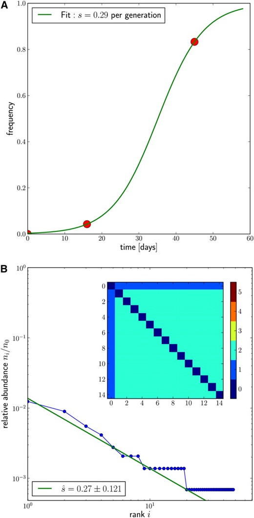 The rise of a mutation selected by the immune system in the gene Nef of patient CH40 from Fischer et al. (2010). (A) Frequency trajectory of the adaptive allele with a fitted curve for s ≈ 0.3. (B) Observed haplotype spectrum of variation due to synonymous transitions from all sequences containing the selected allele at day 45. The straight line indicates the 1/i behavior. The pairwise nucleotide distance between all haplotypes ordered by abundance is shown in the inset. The error of the estimate is obtained assuming Poisson statistics with ic = 5. Note, however, that the uncertainty of the mutation rate is of the same order.