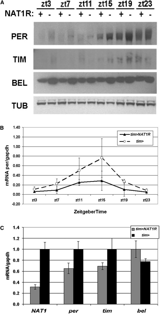 Whole head biochemistry under NAT1 knockdown. (A) Flies expressing UAS-NAT1RNAi under the control of tim-GAL4 have reduced PER, TIM, and BEL protein levels in LD conditions. (B) per mRNA cycles with reduced amplitude in tim > NAT1RNAi consistent with impaired oscillator function. (C) Assessment of mRNA levels for NAT1, per, tim, and bel at ZT12, which are all normalized to driver controls.