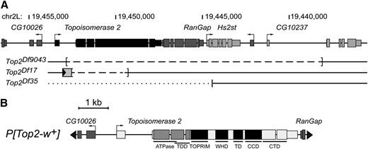 Structure of the Top2 locus. (A) Top2 is located on chromosome 2L between the uncharacterized upstream CG10026 gene and the essential downstream RanGap gene. Shown are the structures of three Top2 deficiency chromosomes used in these studies. Top2Df9043 is a 14.8-kb deletion allele (dashed line) that removes Top2, RanGap, Hs2st (the gene within the RanGap intron), and CG10237. Top2Df17 is an ∼3.6-kb deletion allele (dashed line) that removes only Top2 sequences and retains ∼600 bp of the starting P element (Top2EP). Top2Df35 is a deletion allele that removes Top2 sequences, but has unknown limits (dotted line). Promoters are indicated by bent arrows and exons are represented by shaded rectangles. (B) P[Top2-w+] is a P transposon that carries white+ (not shown), a 7.1-kb genomic fragment encompassing the entire Top2 gene, and the 5′ region of CG10026 and the 3′ largely untranslated region of RanGap. The coding region of the Top2 gene is annotated to indicate locations of the ATPase domain, the Transducer domain (TDD), the Topoisomerase/Primase (TOPRIM) domain, the Winged helix domain (WHD), the Tower domain (TD), the Coiled-coiled domain (CCD), and the carboxyl-terminal domain (CTD).