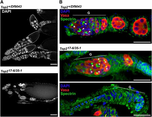 Top2-complementing females show complex ovary phenotypes. (A) Wild-type and heteroallelic Top217-6/Top235-1 mutant ovaries were dissected from 3-day-old females and stained with DAPI. The ovaries of Top2-complementing females were smaller than wild-type ovaries, but still retained strings of developing egg chambers. Bars, 25 μm. (B) Wild-type and heteroallelic Top217-6/Top235-1 3-day-old ovaries were stained with DAPI and with antibodies against Vasa (red) to mark germ cells or with Spectrin (green) to mark spectrosomes (asterisks) present in germline stem cells and fusosomes (arrowheads) present in differentiating germ cells. Ovaries from the Top2-complementing females contained disorganized germaria (G), with a single ovary having germaria filled only with germ cells containing spectrosomes and germaria devoid of germ cells. Bars, 100 μm.
