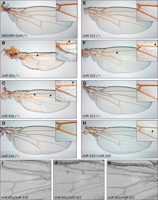 Wing phenotypes caused by expression of the miR-92 family. (A) Control wing. (B) Expression of miR-92a leads to strong wing hair loss, deformation of the wing blade, and formation of ectopic sensillae (arrowheads). Insets show magnifications of the region directly posterior to the anterior cross vein. (C–G) miR-92b and miR-312 expression causes an intermediate phenotype, while miR-310, miR-311, and miR-313 cause no obvious phenotype in a heterozygous state. (H) miR-310 (and miR-311; data not shown) expression leads to mild wing hair loss in homozygous transgenic situations. (I–K) Enhanced phenotypes are induced by co-expression of different miR-92 family members. All transgenes are driven by MS1096-Gal4. All wings were derived from adult females.