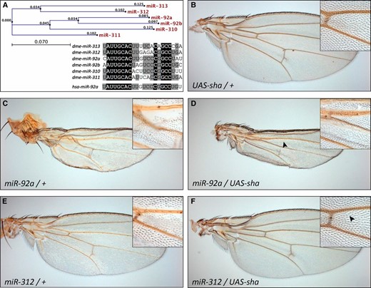 shavenoid co-expression rescues the wing hair loss. (A) Phylogenetic analysis of the miR-92 family and sequence comparison of the six Drosophila (dme) family members and the human (hsa) miR-92a homolog. Identical residues are marked in black and residues shared by at least four family members are shaded in gray. (B–F) Expression of a UAS-sha transgene causes no effect in a wild-type background (B) but rescues the wing hair loss induced by miR-92a (compare C to D) or miR-312 (compare E to F) expression.