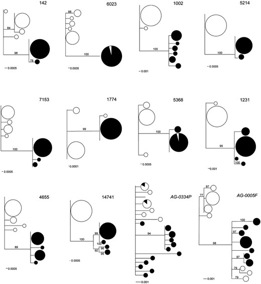 DNA gene genealogies for a subset of 10 highly differentiated contigs and two seminal fluid protein genes (AG-0005F and AG-0334P). G. firmus is represented by open circles and G. pennsylvanicus by solid circles. Size of symbols is proportional to the frequency of the haplotype. Numbers on the branches represent bootstrap support values >75%.