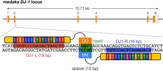 Genomic structure of the medaka DJ-1 gene (Ensembl gene no. ENSORLG0000004285) and design of DJ1-TALENs. DJ-1 gene has six exons that code 189 amino acids of the DJ-1 protein. DJ1-TALENs were designed to target the second exon of the gene. Red and blue boxes indicate the left and right recognition sequences of the TALENs, respectively. The RVDs of the TAL effector domain for each binding site are shown with the recognition sequences. The large green box in the center of the sequence indicates a cleavage site with HaeIII for mutation analysis.
