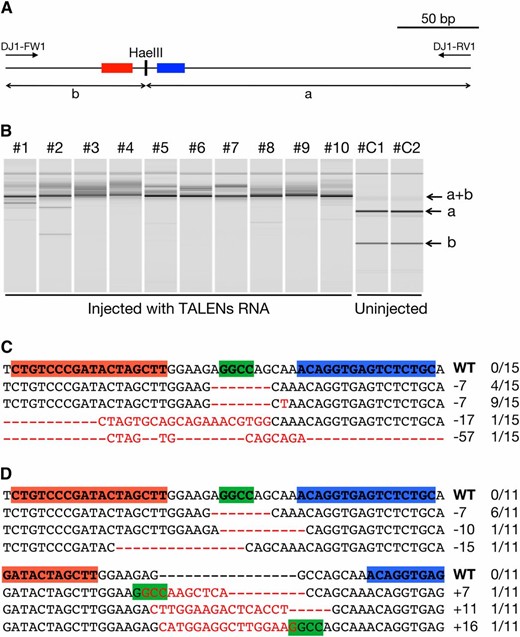Somatic mutations in embryos injected with 300 ng/µl RNA for DJ1-TALENs. (A) In the wild type, a 285-bp amplified fragment obtained using primers DJ1-FW2 and DJ1-RV1 is digested into 199-bp (a) and 86-bp (b) fragments by HaeIII. Red or blue boxes indicate the left or right recognition sites of the TALENs, respectively. (B) Gel images of HaeIII-digested fragments analyzed in MultiNA. The TALEN-injected embryos (#1–#10) showed an undigested fragment (a+b), while control embryos that were not injected with TALEN (#C1 and #C2) showed that the intact fragment (a+b) was completely digested into two fragments (a and b). (C and D) Subcloned sequences observed in TALEN-injected embryos #1 and #2, respectively. Red letters or dashes indicate the identified mutations. Red and blue boxes in wild-type (WT) sequences indicate the left and right recognition sites of the TALENs, respectively. Green boxes indicate the HaeIII cleavage site. The sizes of the insertions and deletions are shown to the right of each mutated sequence (−, deletions; +, insertions). Numbers on the right edge indicate the numbers of mutated clones identified from all analyzed clones from each embryo.
