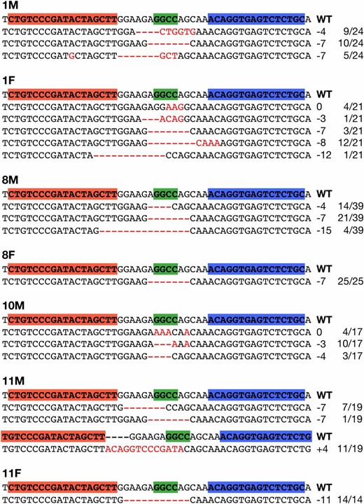 TALEN-induced mutations observed in F1 larvae from seven G0 founders. Red letters or dashes indicate the identified mutations. Red and blue boxes in the wild-type (WT) sequences indicate the left and right recognition sites of the TALENs, respectively. Green boxes indicate the HaeIII cleavage site. The sizes of the insertions and deletions are shown to the right of each mutated sequence (−, deletions; +, insertions). The numbers on the right edge indicate the numbers of larvae carrying each mutated sequence among all sequenced larvae.