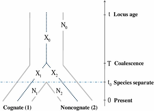 Evolutionary history of a locus in two species. Demographic scenario employed in the mathematical model and simuPOP simulations. Notation: N0, N1, and N2, effective sizes of the ancestral, cognate, and noncognate populations, respectively; X0, X1, and X2, increments of allele sizes due to mutations in the ancestral allele, in chromosome 1 and in chromosome 2, respectively.